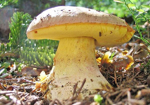 boletus semi-blanco