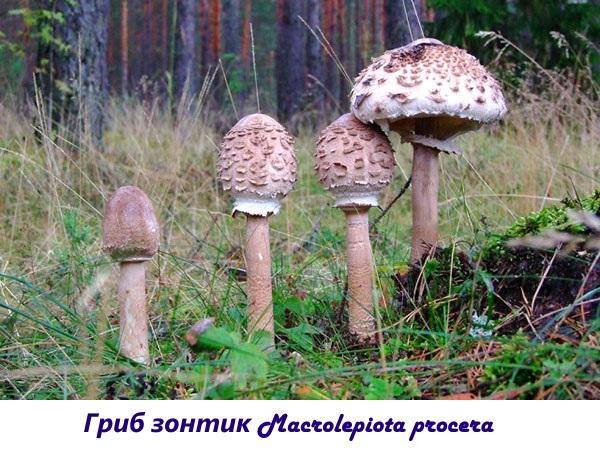 Parapluie champignon Macrolepiota procera