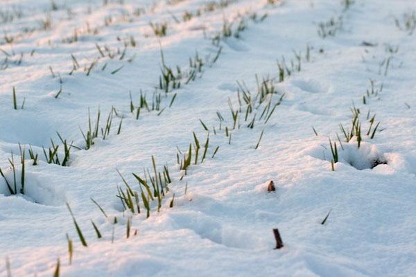 récoltes de seigle en hiver