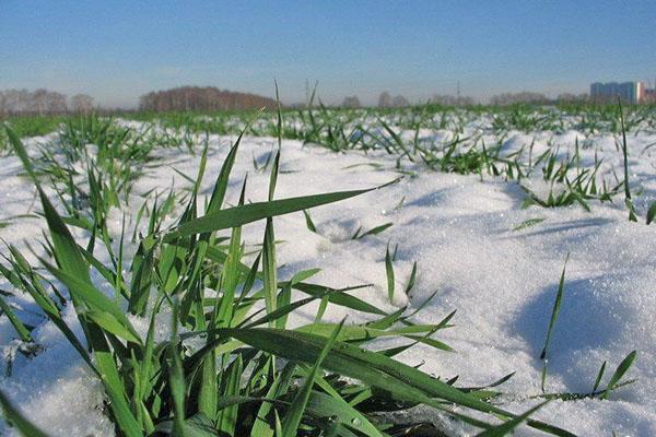 seigle vert sous la neige