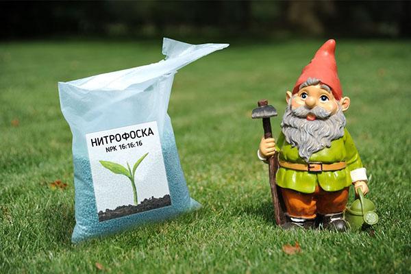 nitrophoska pour fertiliser le seigle