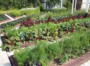 Que plantar en el jardín