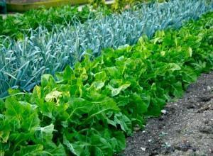 Que planter au jardin ?