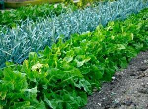 ¿Qué plantar en el jardín?