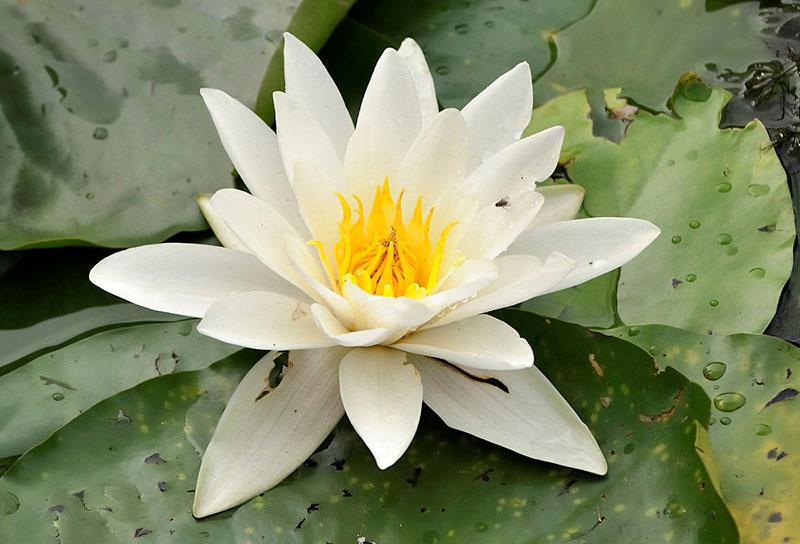 lirio de agua blanca en el estanque