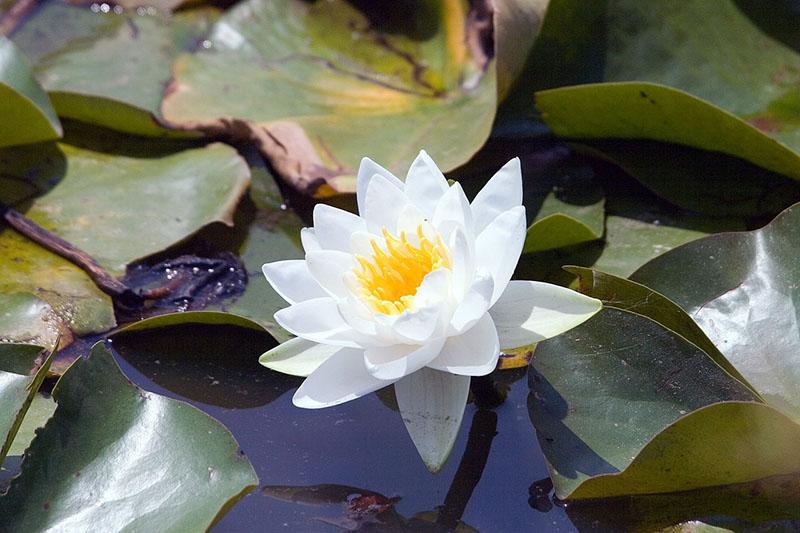 cuidando a las ninfas Nymphaea Gladstoniana