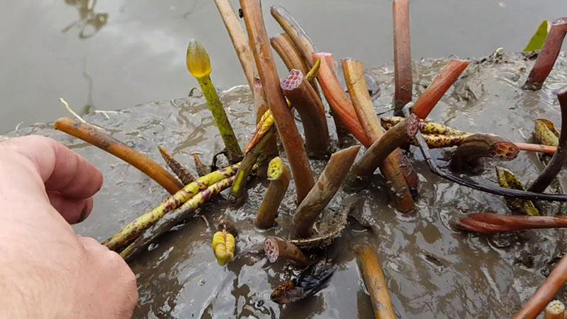 prendre soin des nymphes dans l'étang en hiver