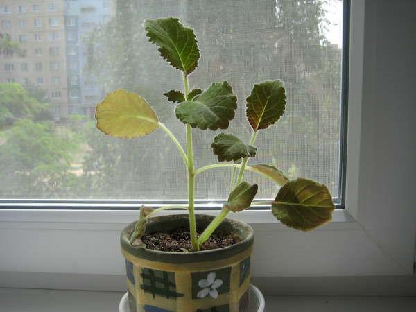 joven gloxinia