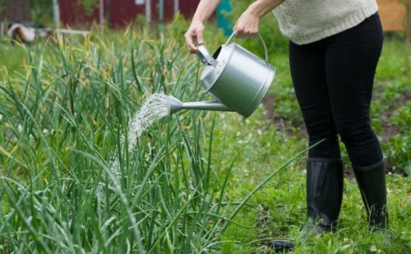 Regar las cebollas en campo abierto con agua salada.
