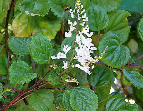 fleurs de plectrantus