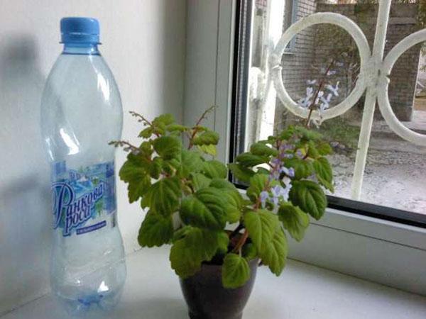 eau décantée pour l'irrigation