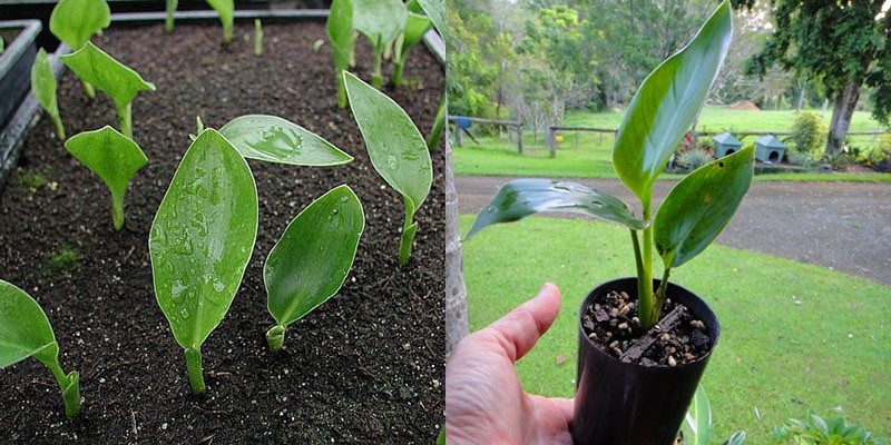 trasplante de plántulas de strelitzia