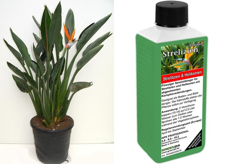 fertilizante para strelitzia