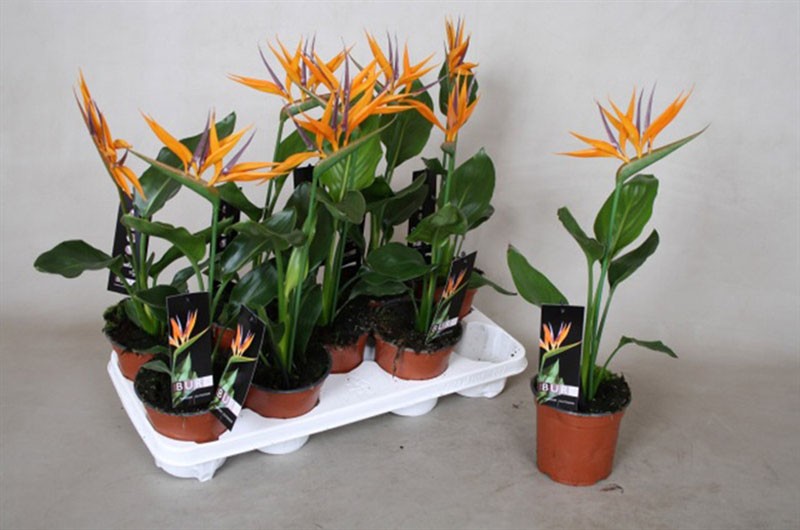 strelitzia de semillas en casa