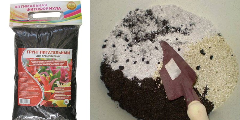 sol nutritif pour la culture de strelitzia