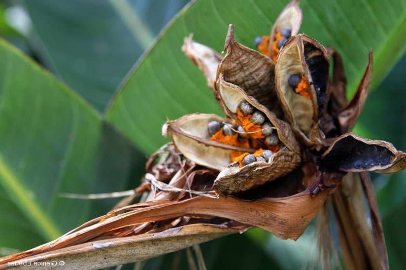 semillas de strelitzia