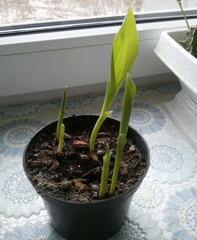 soin des semis de strelitzia