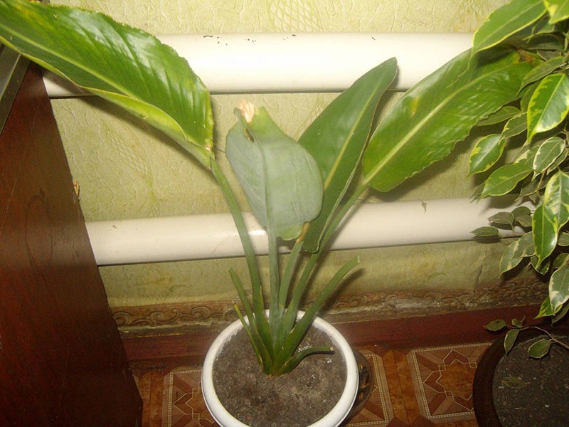 strelitzia à partir de graines à la maison
