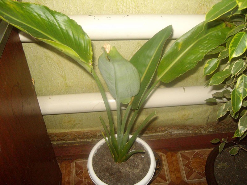 strelitzia de semillas en casa