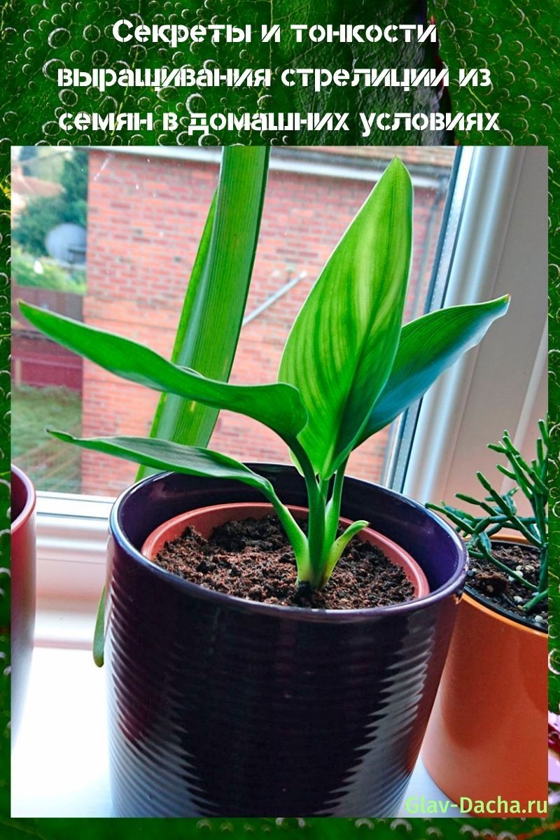 strelitzia à partir de graines à la maison