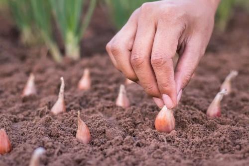 planter des oignons