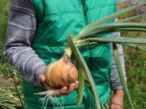 cómo cultivar cebollas grandes