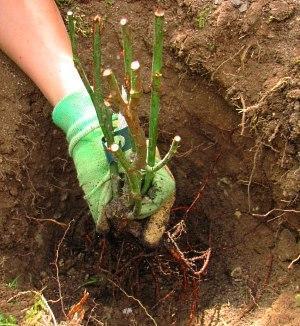 quand peut-on transplanter des roses en automne
