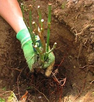 ¿Cuándo se pueden trasplantar rosas en otoño?