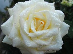 Consejos para replantar rosas