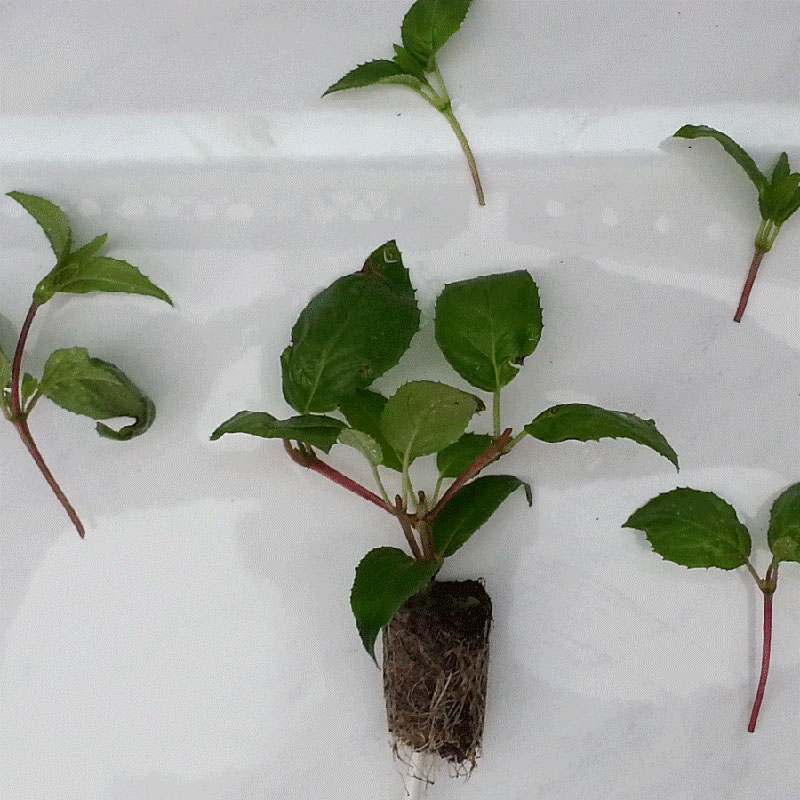 récolte et enracinement des boutures