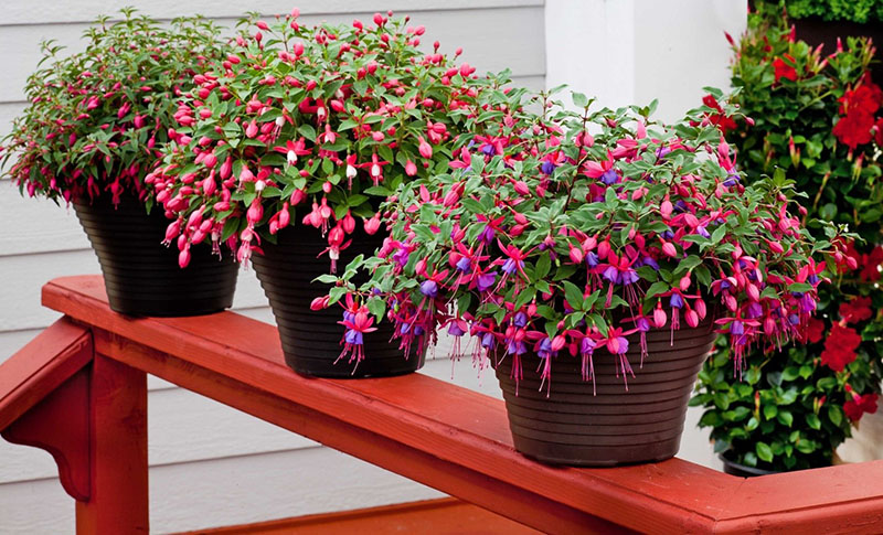 chic ampelous fuchsia
