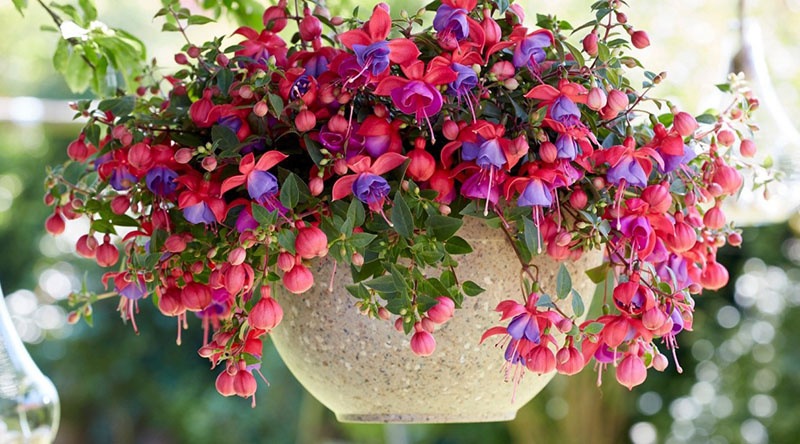 buisson fuchsia en forme