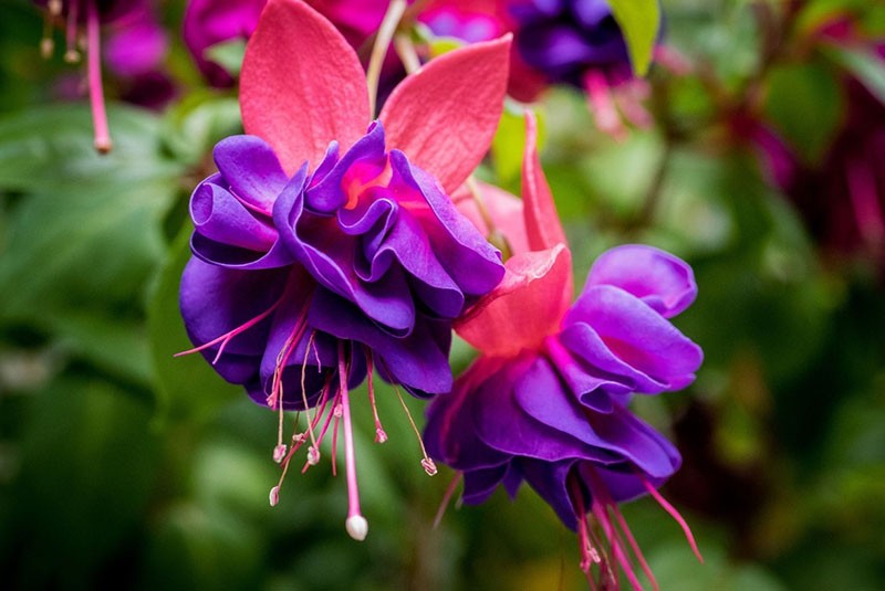 plante vivace ampeleuse