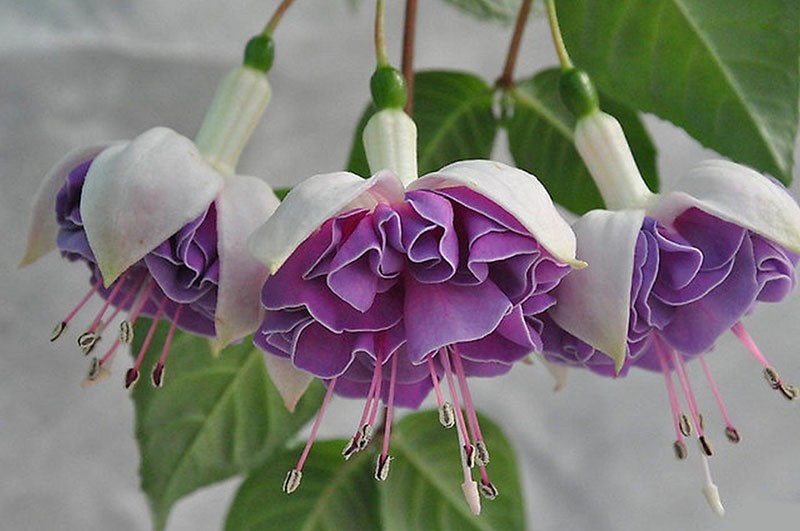 Fuchsia Lenny Erwin