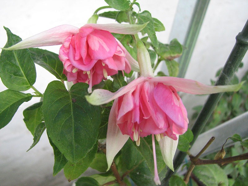 Pêche fuchsia