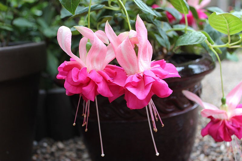 Fuchsia Bella Rosella