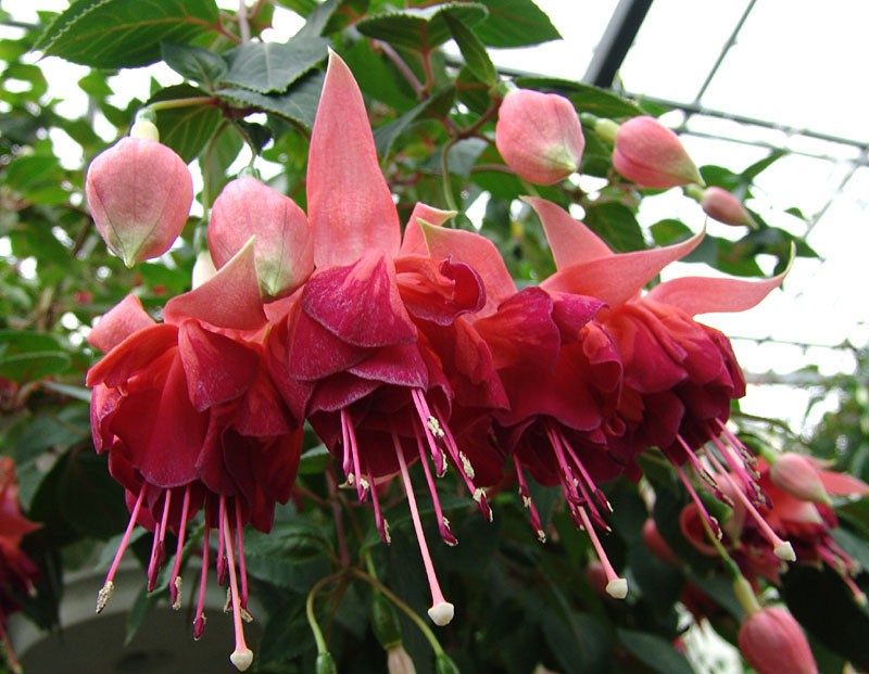 Fuchsia bicentenaire