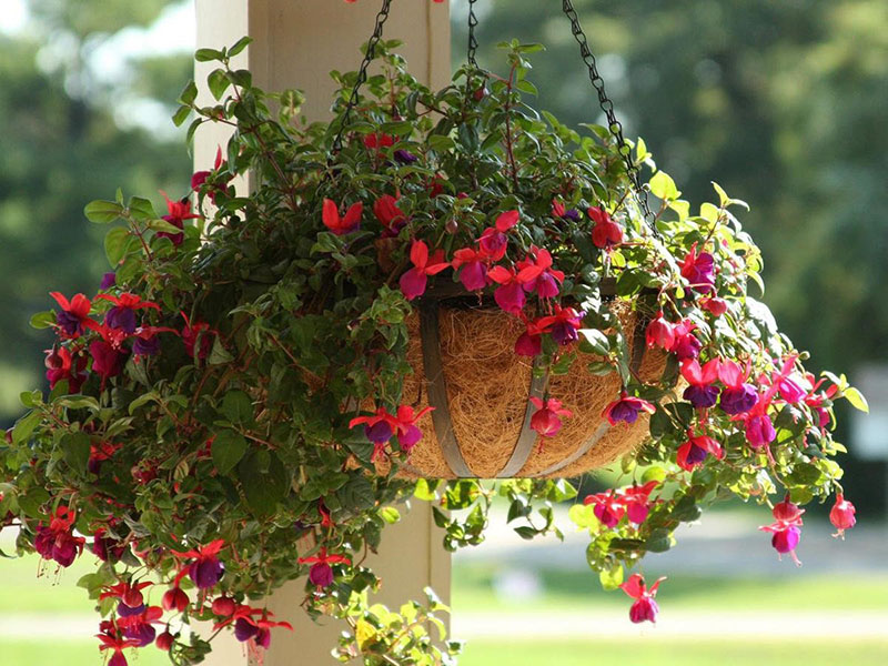 plantation et entretien du fuchsia ampeleux