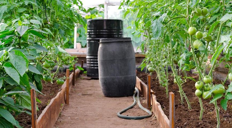 regar los tomates con agua de un barril