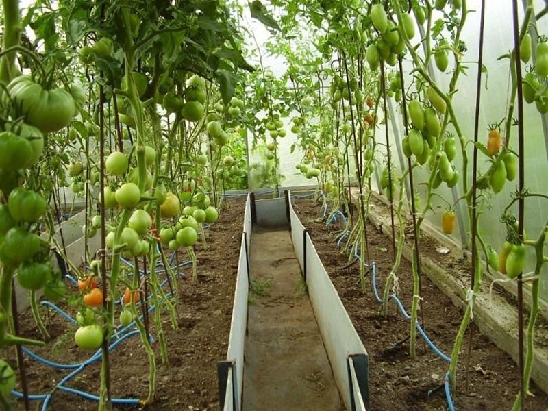 sistema de riego tomate