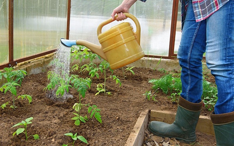 regar los tomates después del trasplante