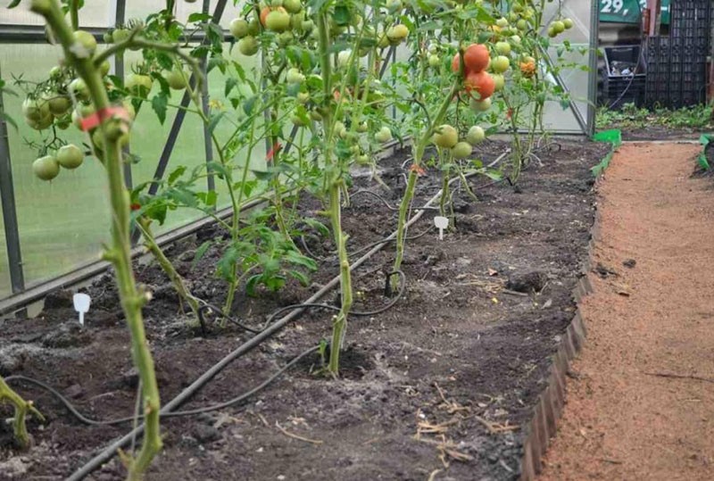 riego por goteo de un tomate en invernadero