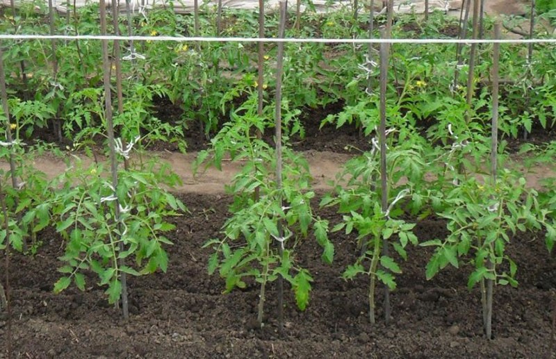 nourrir et façonner les tomates