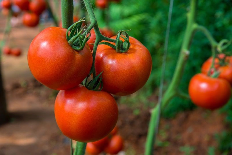 Variété de tomate hollandaise