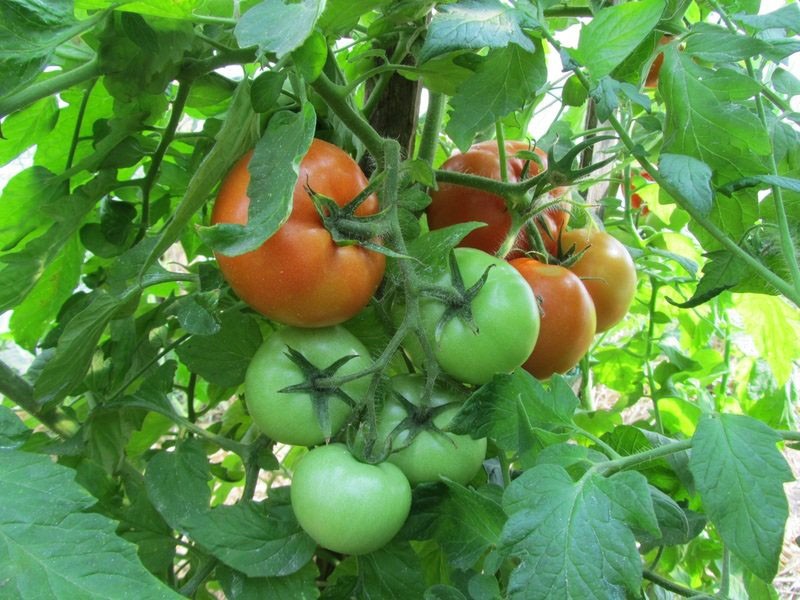 faire pousser des tomates Président