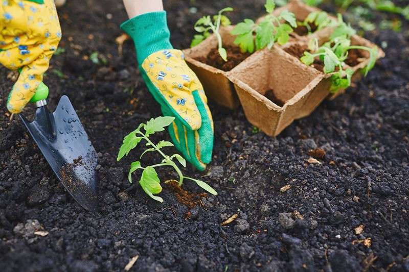 planter des semis en pleine terre