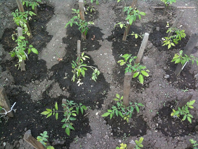 arroser les plants de tomates