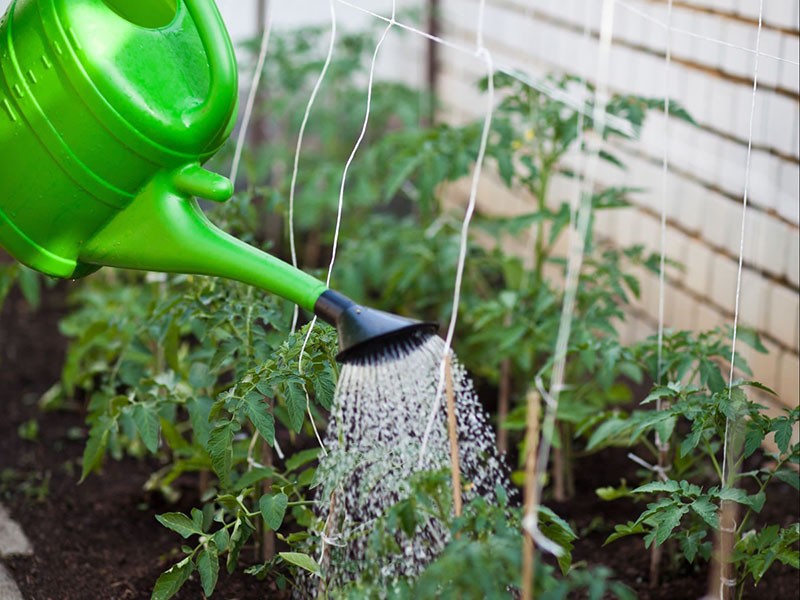 arroser les tomates