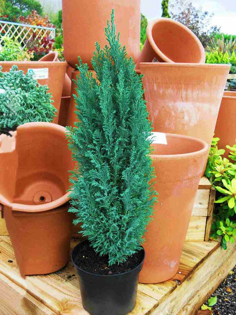 pot d'argile