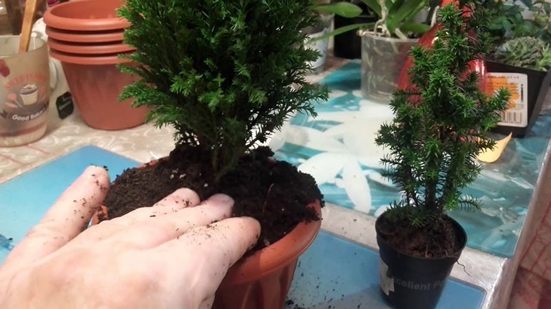 planter un cyprès en pot